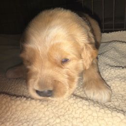 Green Boy - Golden male Golden Retriever puppy in Rockwell, North Carolina from KnL Golden Acres