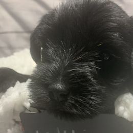 Girl 2 - Miniature Schnauzer puppy in Mountain Home, Idaho from Kissack Kennels