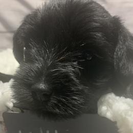 Girl 2 - Miniature Schnauzer puppy in Mountain Home, Idaho from Kissack Kennels