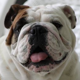 Bulldogs from Backstretch Bulldogs