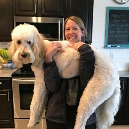 Goldendoodles and Poodles from MuchAdoodle.com