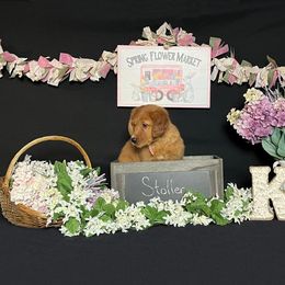 Golden Retriever Puppies from KP Golden Retrievers