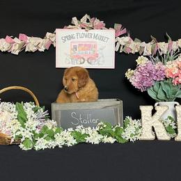 Golden Retriever Puppies from KP Golden Retrievers