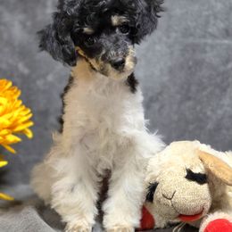 Poodle puppies from Poodles Perfected