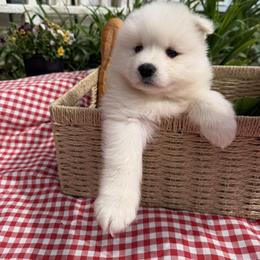 Girl 3 Light pink collar - White female Samoyed puppy in Glasgow, Kentucky from Bluegrass Samoyeds