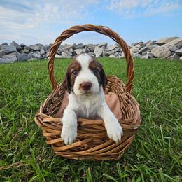 Maple - Liver white and tan female English Springer Spaniel puppy in Columbia, North Carolina from Columbia Spaniels