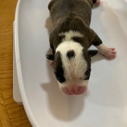 Boy 1 - Boston Terrier puppy in Idaho from Holly's Boston Terriers