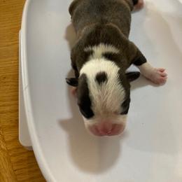 Boy 1 - Boston Terrier puppy in Idaho from Holly's Boston Terriers