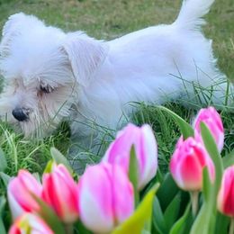 Labradoodle, Miniature Schnauzer, and Poodle Puppies from Orange Blossom Kennel