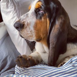 Basset Hound All Grown Up from Baskins Creek Basset Hounds