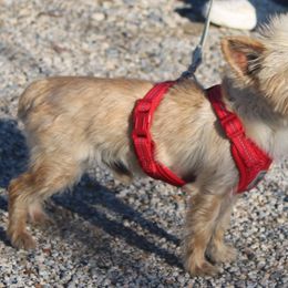 Gold Boy - Yorkshire Terrier
