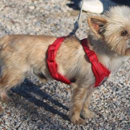 Gold Boy - Yorkshire Terrier