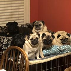 Pinkie - Pug