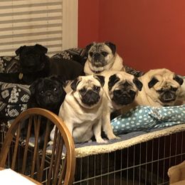 Pinkie - Pug