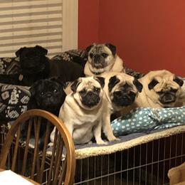 Pinkie - Pug