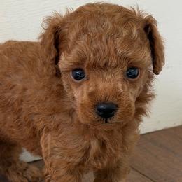 Lindy - Red  female Poodle puppy in Kidder, South Dakota from Continental Cavaliers