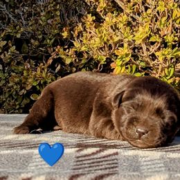 Chocolate Male - Chocolate male Labrador Retriever puppy in Yucca Valley, California from Beachn Ranch