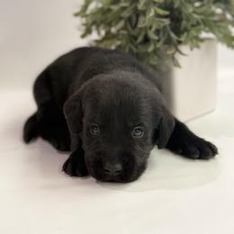 Smaug - Black male Labrador Retriever puppy in Isle, Minnesota from Dog Ear Outfitters