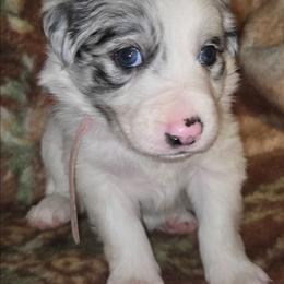 Girl 4 Light Pink - Slate merle female Border Collie puppy in Bradley, South Carolina from DiCola Farm
