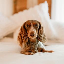 Meadow - Dachshund