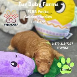 Zinnia - Apricot female Goldendoodle puppy in Michigan from Fur Baby Farms