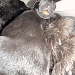 Trueno - Black female Giant Schnauzer puppy in Noblesville, Indiana from Stratton House Kennels