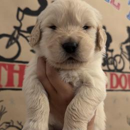 Golden Retriever Puppies from Glimmer Goldens