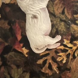 Clumber Spaniel Puppies from Briton Clumber Spaniels