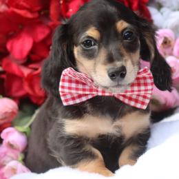 Stardust  Black and Cream Male - Black and cream male Dachshund puppy in Woodbine, Georgia from Walker's Minidachs