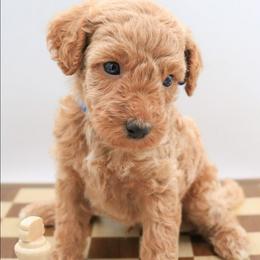 Blue - Apricot male Labradoodle puppy in Lexington Park, Maryland from SUNNY SIDE DOODLES