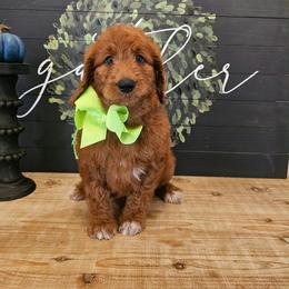 Lime green female - Red  female Goldendoodle puppy in Haughton, Louisiana from Bailey’s Cajun Canines