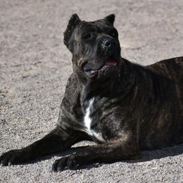 Nyx - Cane Corso