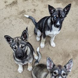 Siberian Husky Puppies from Yukikaze Siberians