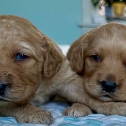 Josephine - Apricot female Goldendoodle puppy in Pensacola, Florida from Goldendoodles Love You in Pensacola Friend Edition