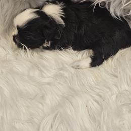 Shih Tzu Puppies from Prairie Creek Puppies