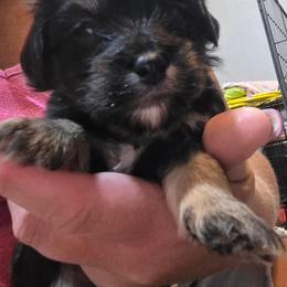 Black male - male Havapoo puppy in Medina, Ohio from Momma's Minis