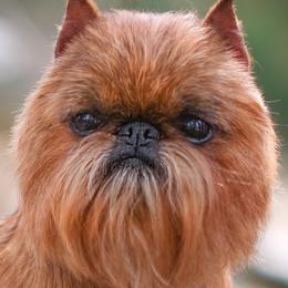 Tony - Brussels Griffon