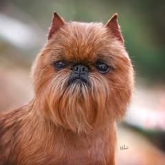 Tony - Brussels Griffon