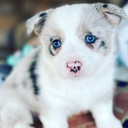 American Corgis and Pembroke Welsh Corgis from Royal Blue Corgis
