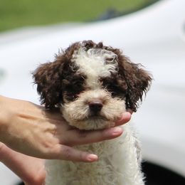 Mirage - Brown roan female Lagotto Romagnolo puppy in Guilford County, North Carolina from Explicit Kennel