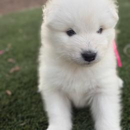 Pink - White female Samoyed puppy in Paulden, Arizona from Carefree Samoyeds & Deserthills Labradors