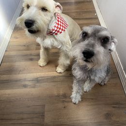 Lady - Miniature Schnauzer