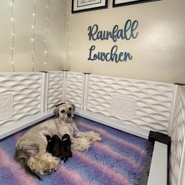 Lowchen puppies from Rainfall Löwchen