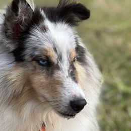 Okie - Shetland Sheepdog