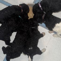 Poodle Puppies from SoFlo Standard Poodles