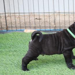 Chinese Shar-Pei Puppies from Princess Buttercup pups