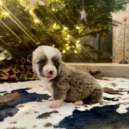 Hank - Fawn male Pembroke Welsh Corgi puppy in Johnson City, Texas from McCall Creek Corgis