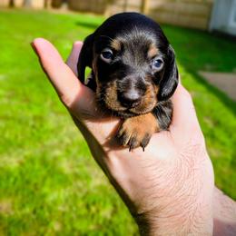 Thomas - Black and tan male Dachshund puppy in Jackson, Tennessee from BlackPine Kennels