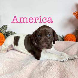 America - Liver and white female German Shorthaired Pointer puppy in Polk City, Florida from Yates’ GSP