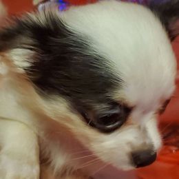 Boy 1 - Black and white Chihuahua puppy in Oklahoma City, Oklahoma from Teacup Chihuahuas and Friends
